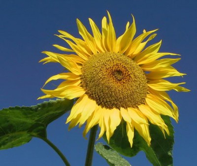 mz00201-Sonnenblume.jpg