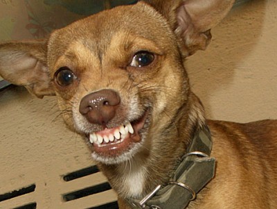 10-zwergpinscher_dpa.jpg