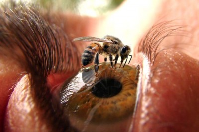 Auge.jpg