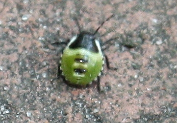 käfer.jpg