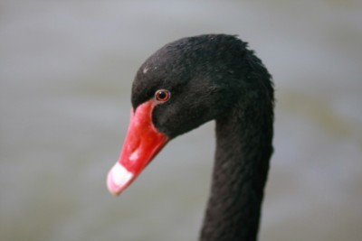 New Swan.jpg
