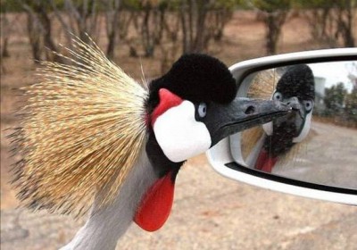 the-craziest-animals-ever06.jpg