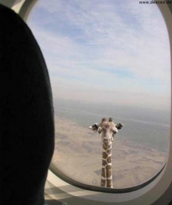 deecee_giraffe.jpg
