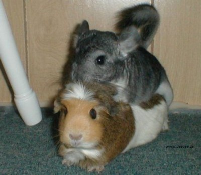deecee_animals3_05.jpg