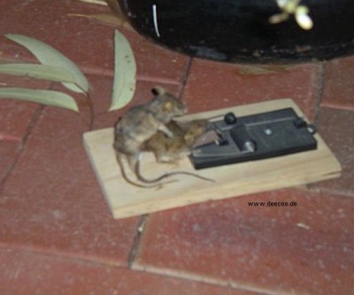 deecee_animals3_07.jpg