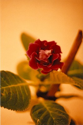 Blüte Kopie.jpg