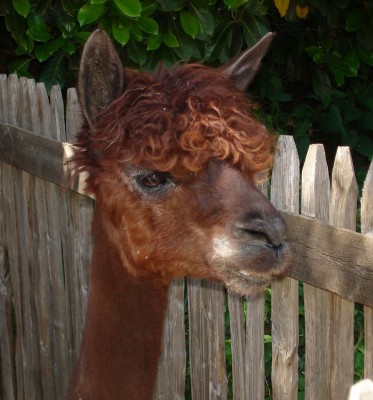 Haare.jpg