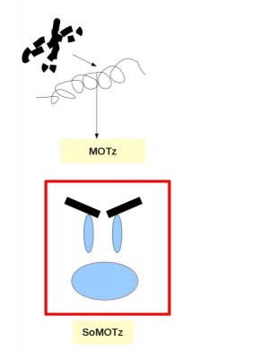Motz.jpg